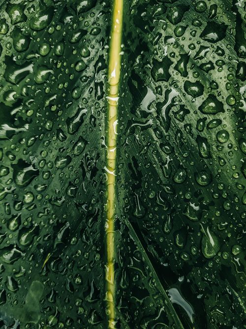 Free Detailed view of water droplets on a vibrant green leaf with natural textures. Stock Photo
