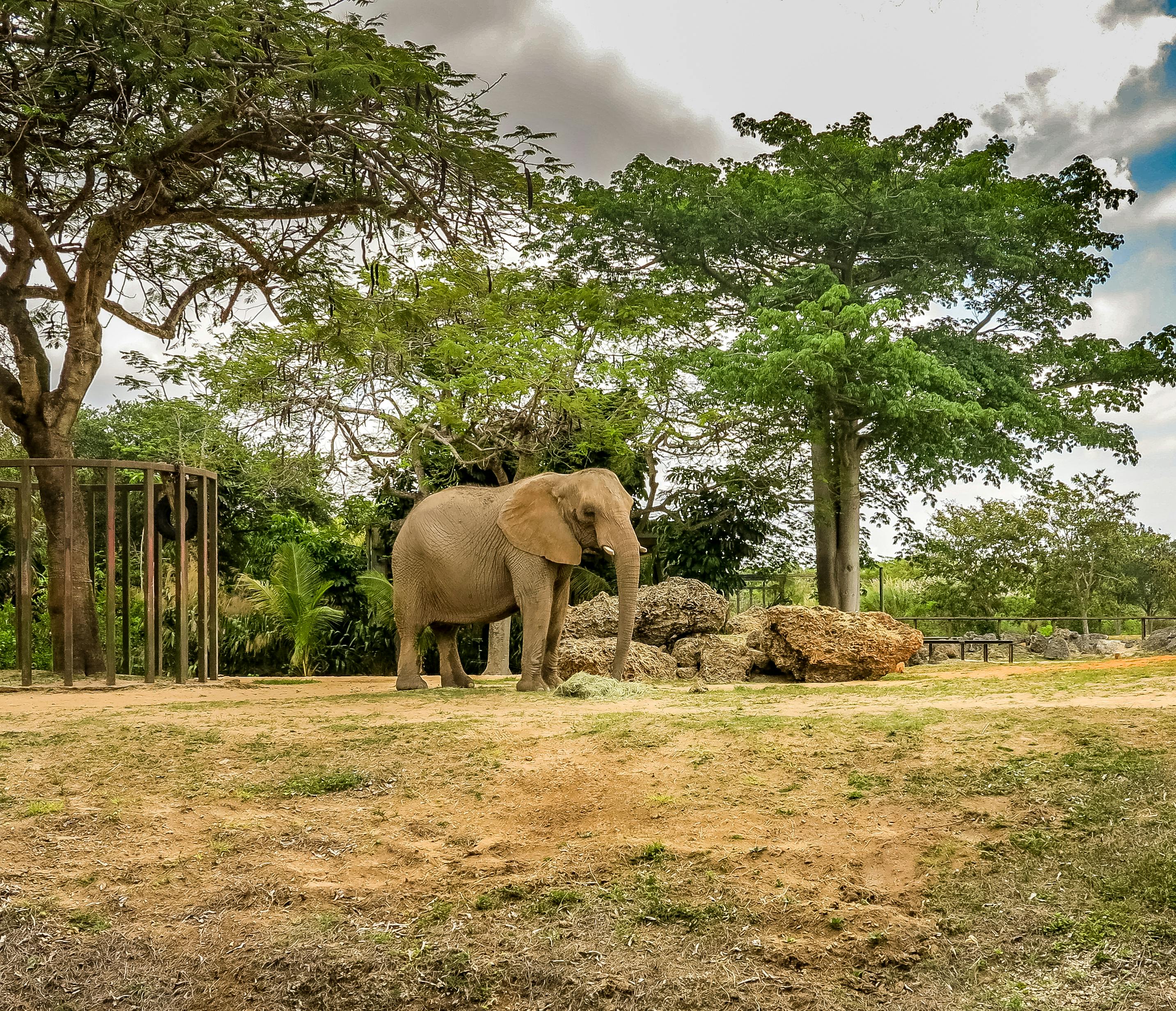 Free stock photo of amazing, elephant, florida