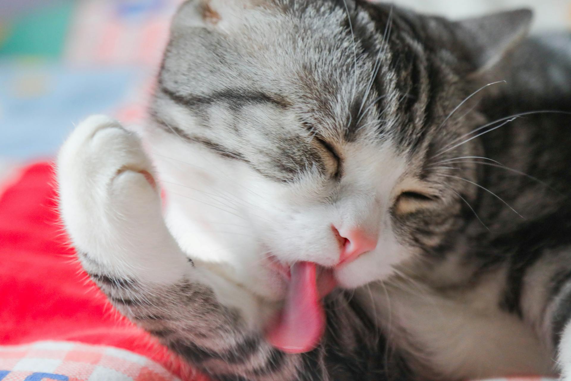 Cat Licking Paw