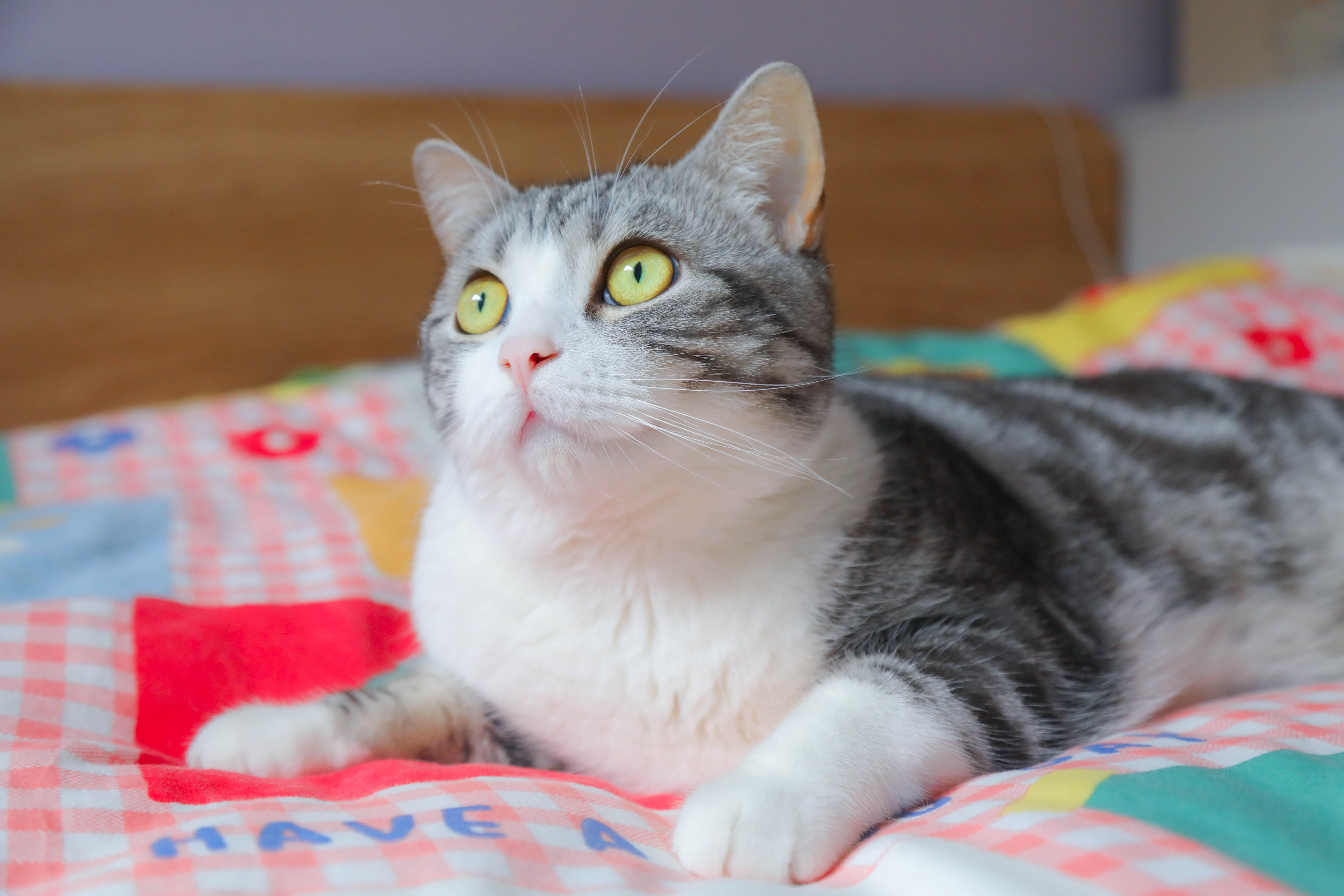 American Shorthair photo 3