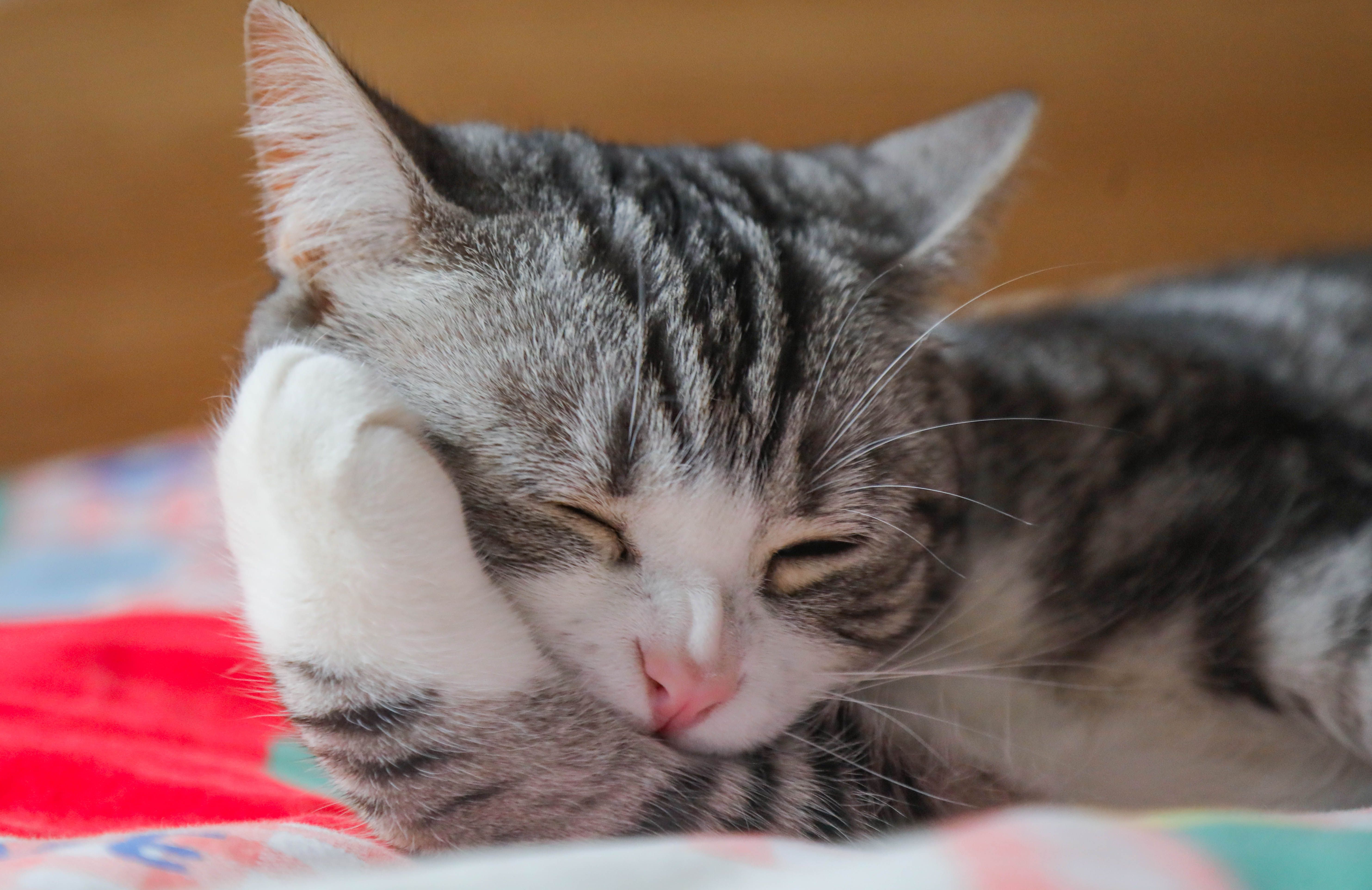 Healthcare and wellness consultation for a cat