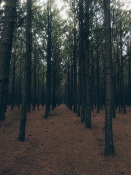 Explore the tranquility of a dense pine forest with evenly spaced trees, creating a pathway of natural beauty.