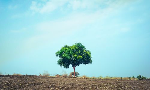 Free Lonely Tree  Stock Photo