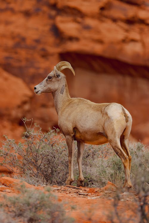 Bighorn Sheep in Desert