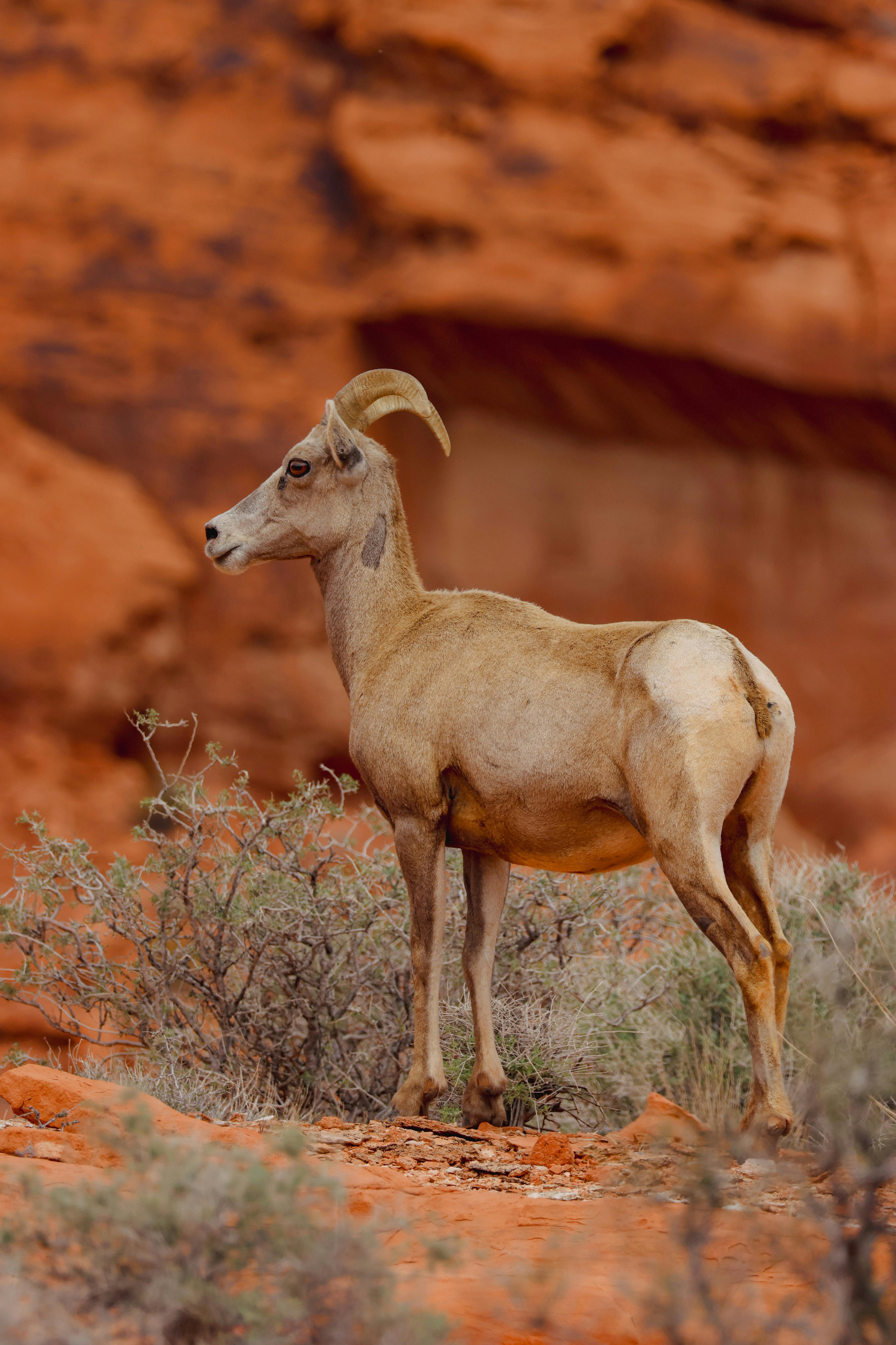grátis Cabra Selvagem Foto profissional