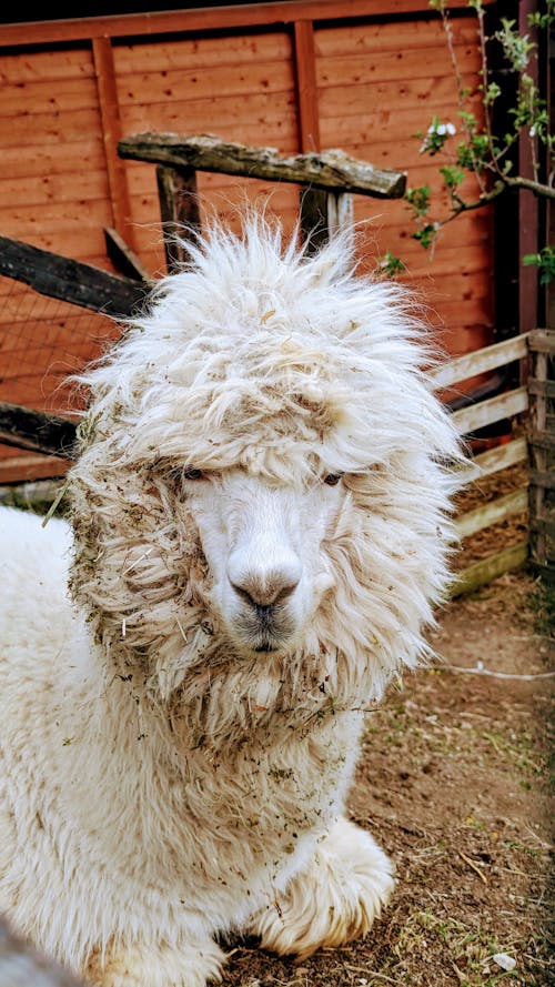 Immagine gratuita di alpaca, filo d'erba