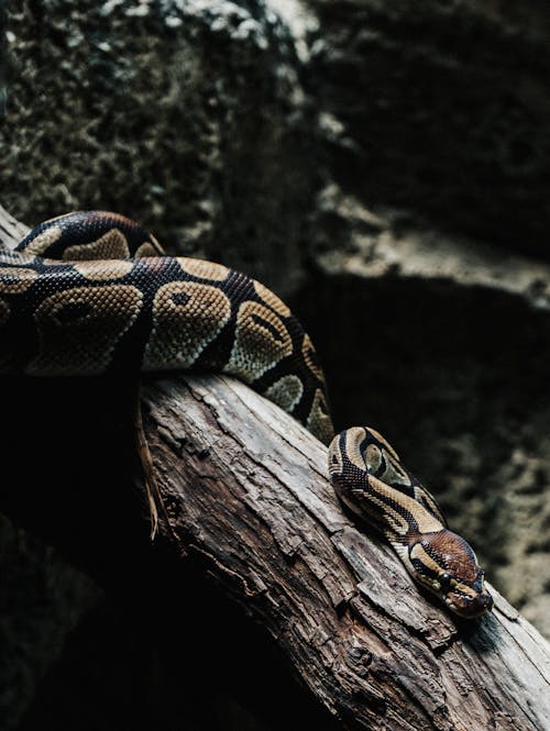 Δωρεάν στοκ φωτογραφιών με miedo, python, άγρια ζωή