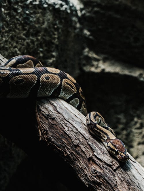 Fotos de stock gratuitas de animal, árbol, boa de plumas