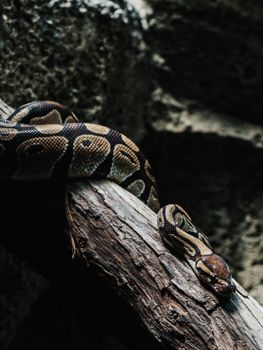 pythons photo