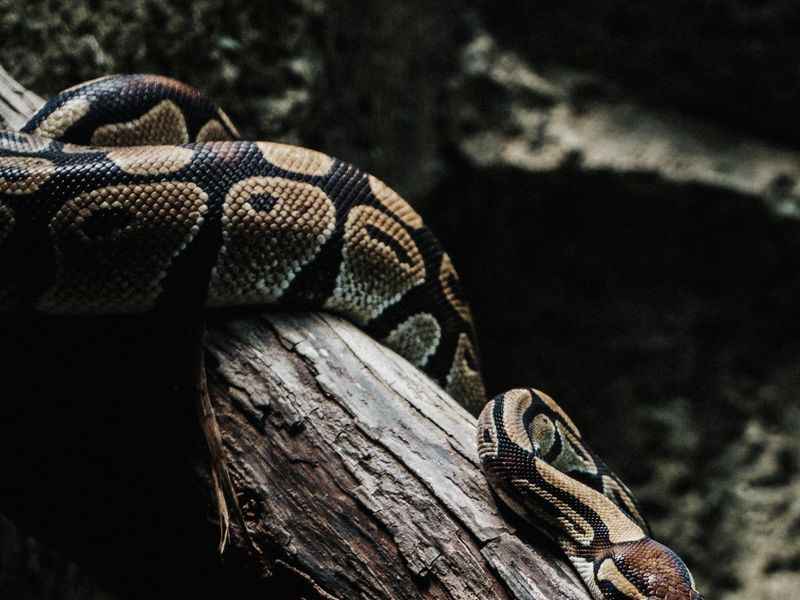 Royal Python — Spider Pastel male, UK CB