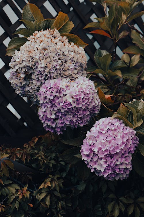 Imagine de stoc gratuită din aranjament floral, arbust, buchet