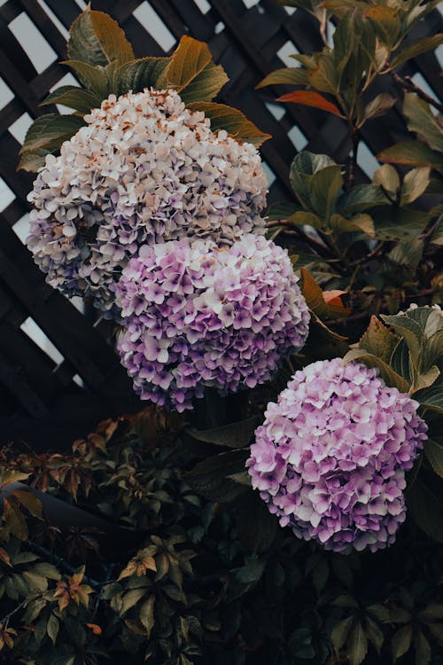 Gratis arkivbilde med blad, blomst, blomster