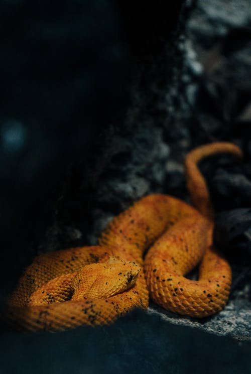 Serpiente dorada