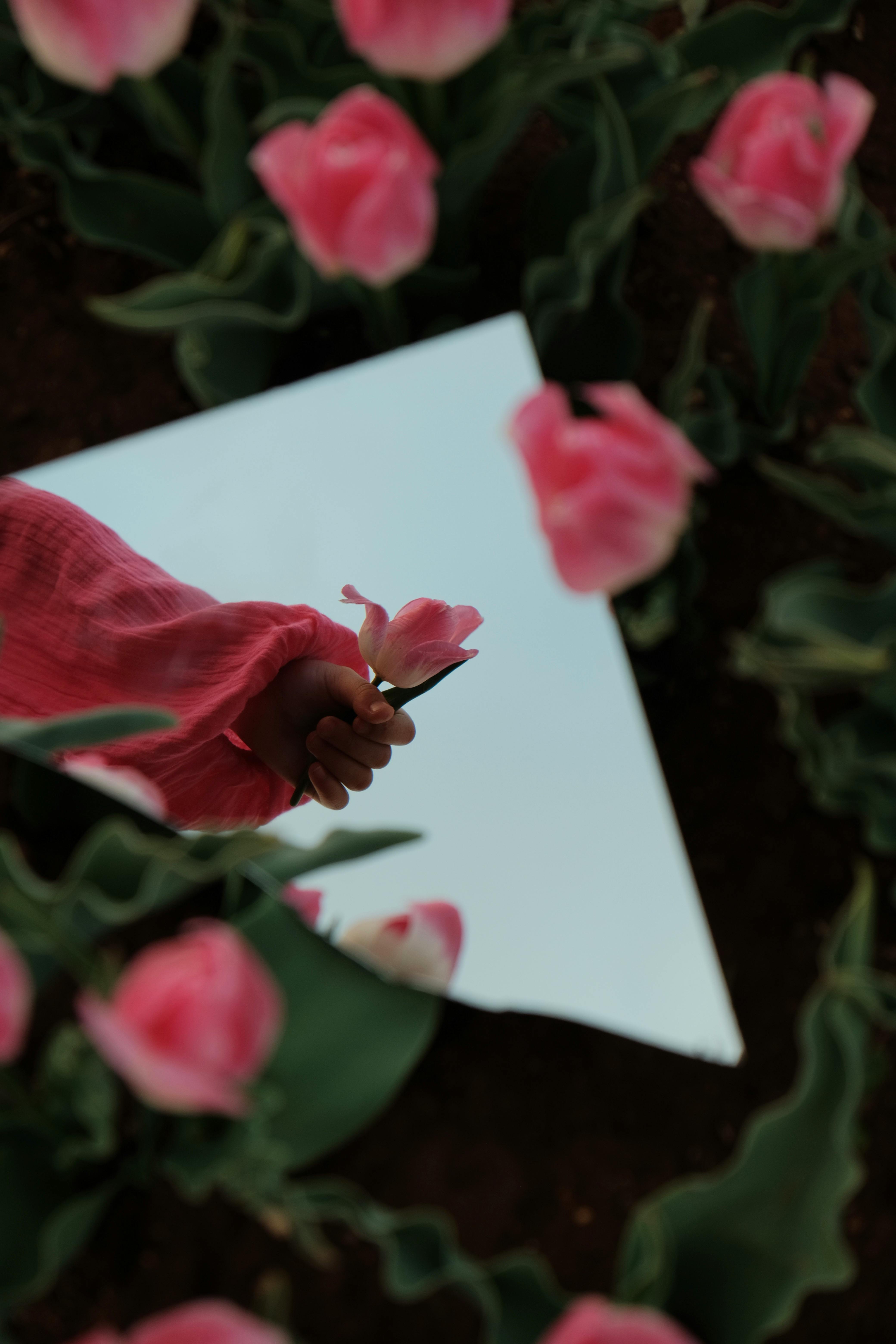 A hand holding a pink tulip is reflected in a mirror surrounded by flowers in a field.