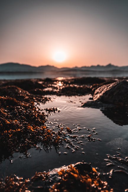 Seaweed
