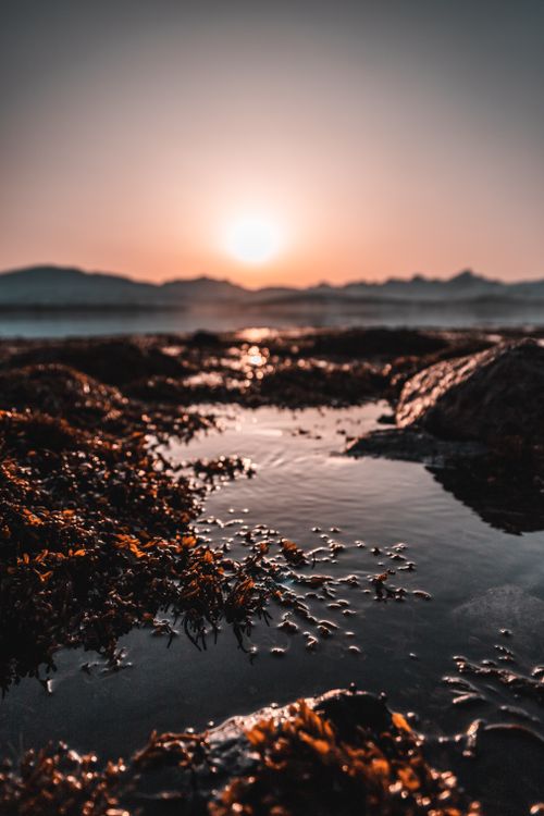 Free Tranquil sunset view on a rocky shoreline with seaweed and a calm ocean backdrop. Stock Photo