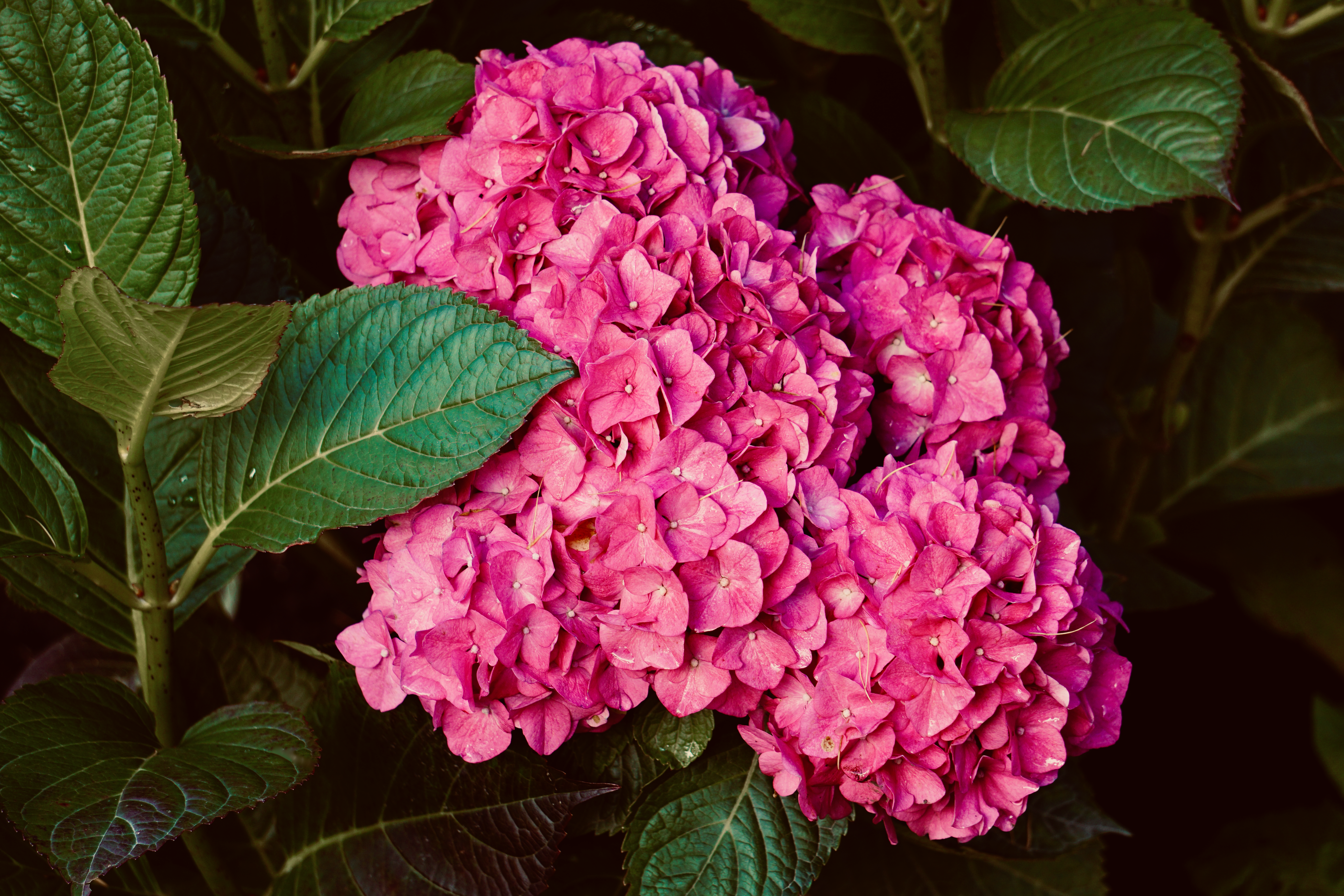 Hydrangea Care: What Actually Keeps Them Blooming