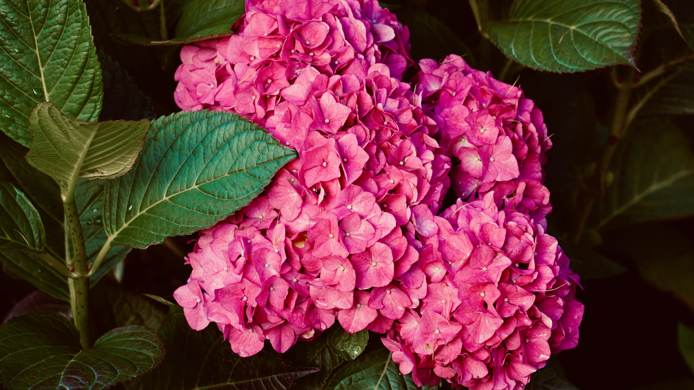 Hydrangea Care: What Actually Keeps Them Blooming