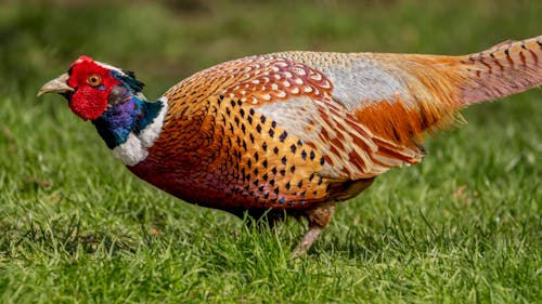 Free stock photo of bird, pheasant