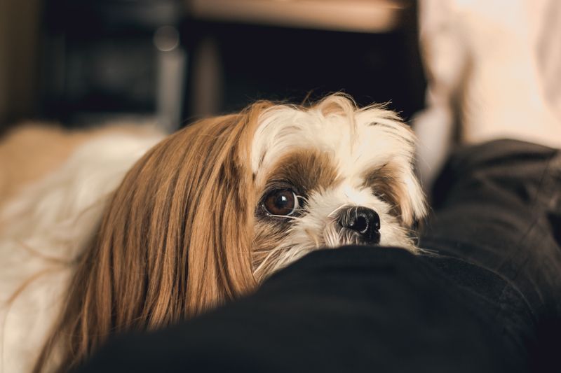 Fluffy Shih Tzu puppy with soft round eyes and a playful expression