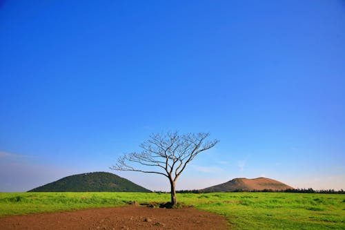 Imagine de stoc gratuită din agricultură, arbore, arbore gol