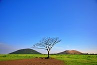 Baretree