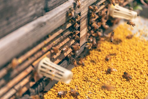Kostnadsfri bild av bikupa, bin, buggar