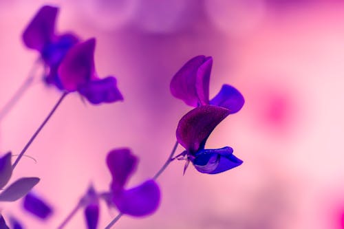 無料 紫の花びらの花 写真素材