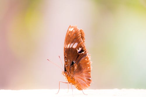 Kostenlos Brauner Schmetterling Stock-Foto