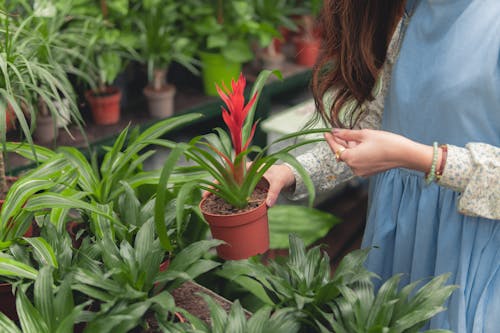 無料 植木鉢を保持している青いドレスを着ている女性 写真素材