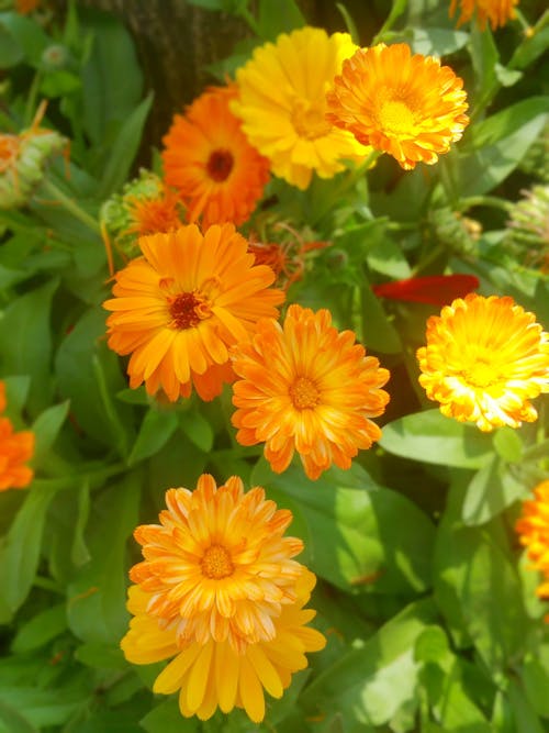 Wild Tea Display Panel Wild Tea Display Panel