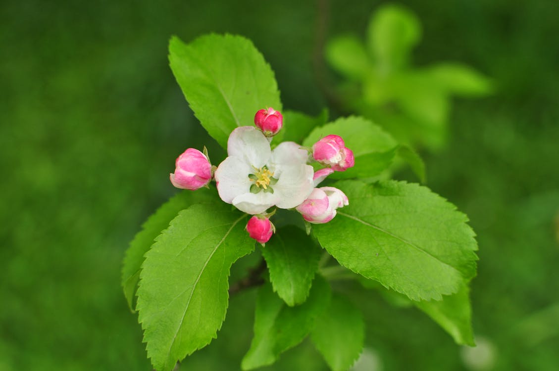 Free Stock Photo Of Blossom Cherry Blossom Green free-stock-photo-of-blossom-cherry-blossom-green