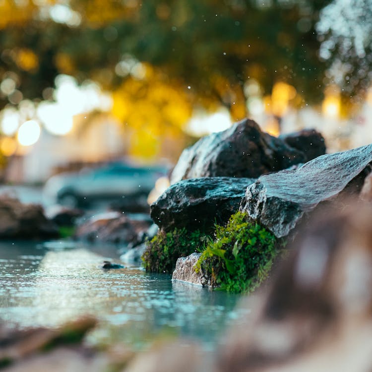 Free Close-up Photography of Green Moss on Rock Stock Photo