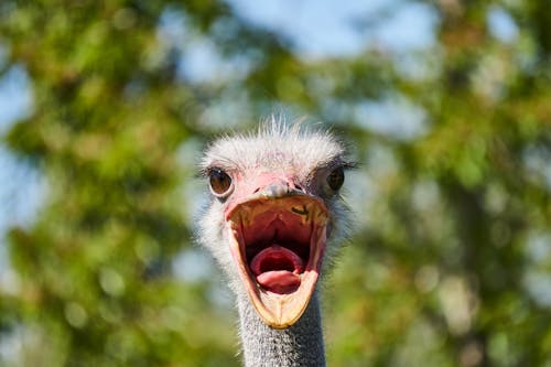 Grey Bird Dalam Fotografi Close Up