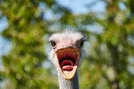 特写镜头中，一只鸵鸟张开喙，姿态有趣，与自然的户外背景形成对比