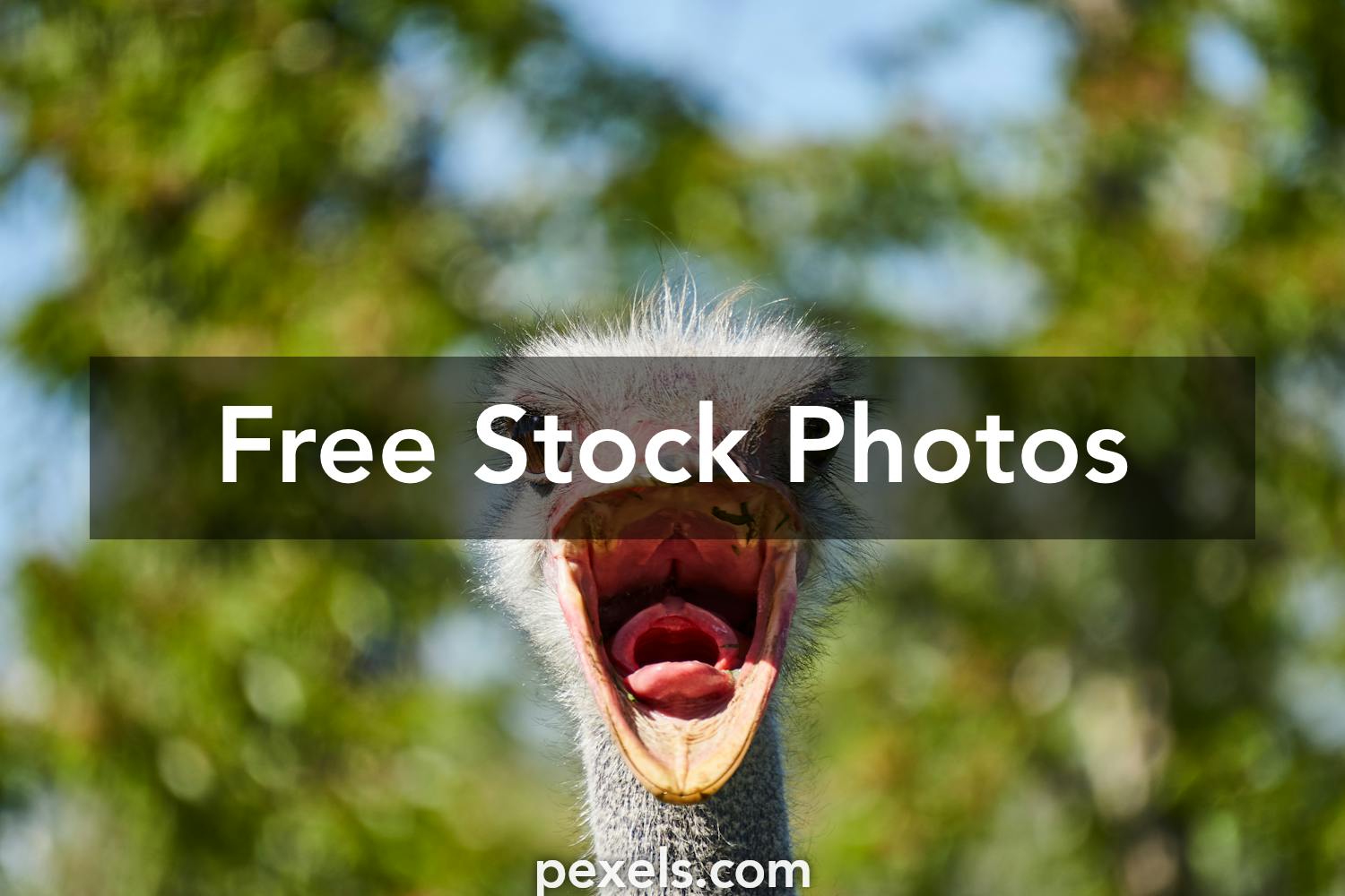 10,984 Face Funny Profile Stock Photos - Free & Royalty-Free Stock