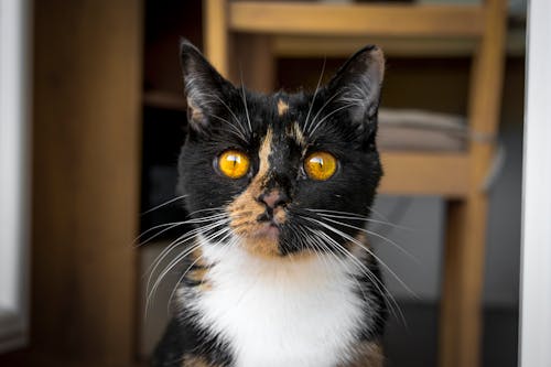 Free stock photo of cat, cat eye, clico cat Stock Photo