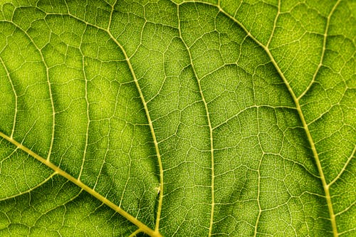 Green-leaf Close-up Photo