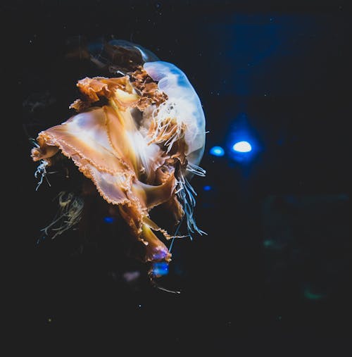 Selective Focus Photography of Jelly Fish