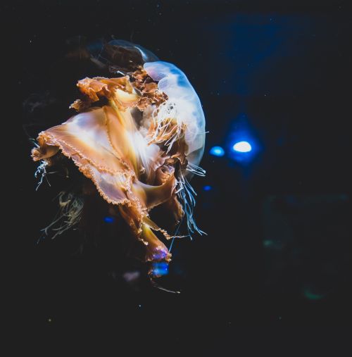 Free Close-up of a vibrant jellyfish gracefully floating underwater, showcasing its delicate tentacles and translucent body. Stock Photo