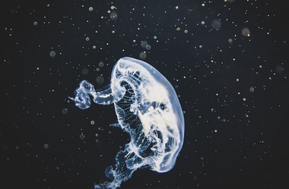 A mesmerizing close-up of a jellyfish illuminated against a dark underwater backdrop, capturing its ethereal glow and graceful motion.