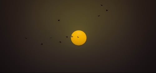 Základová fotografie zdarma na téma ptáci, slunce, večer