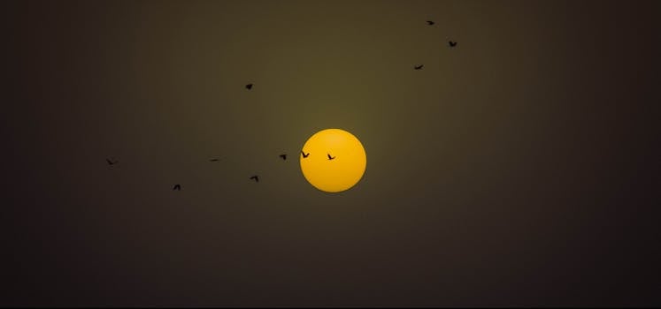 傍晚的斋浦尔天空，夕阳映衬着鸟儿的轮廓，令人着迷