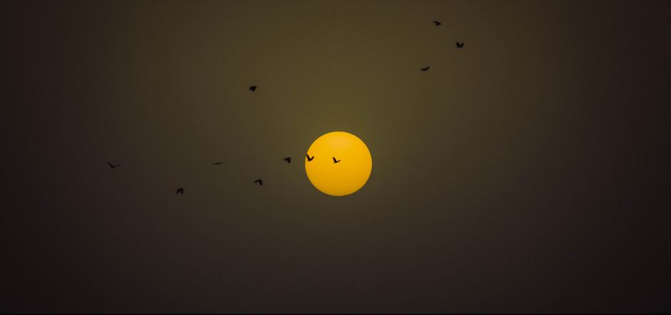A mesmerizing scene of birds silhouetted against the setting sun in Jaipur's evening sky.