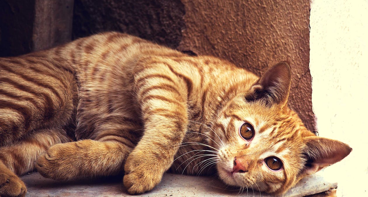 무료 콘크리트 표면에 누워 주황색 줄무늬 고양이 스톡 사진