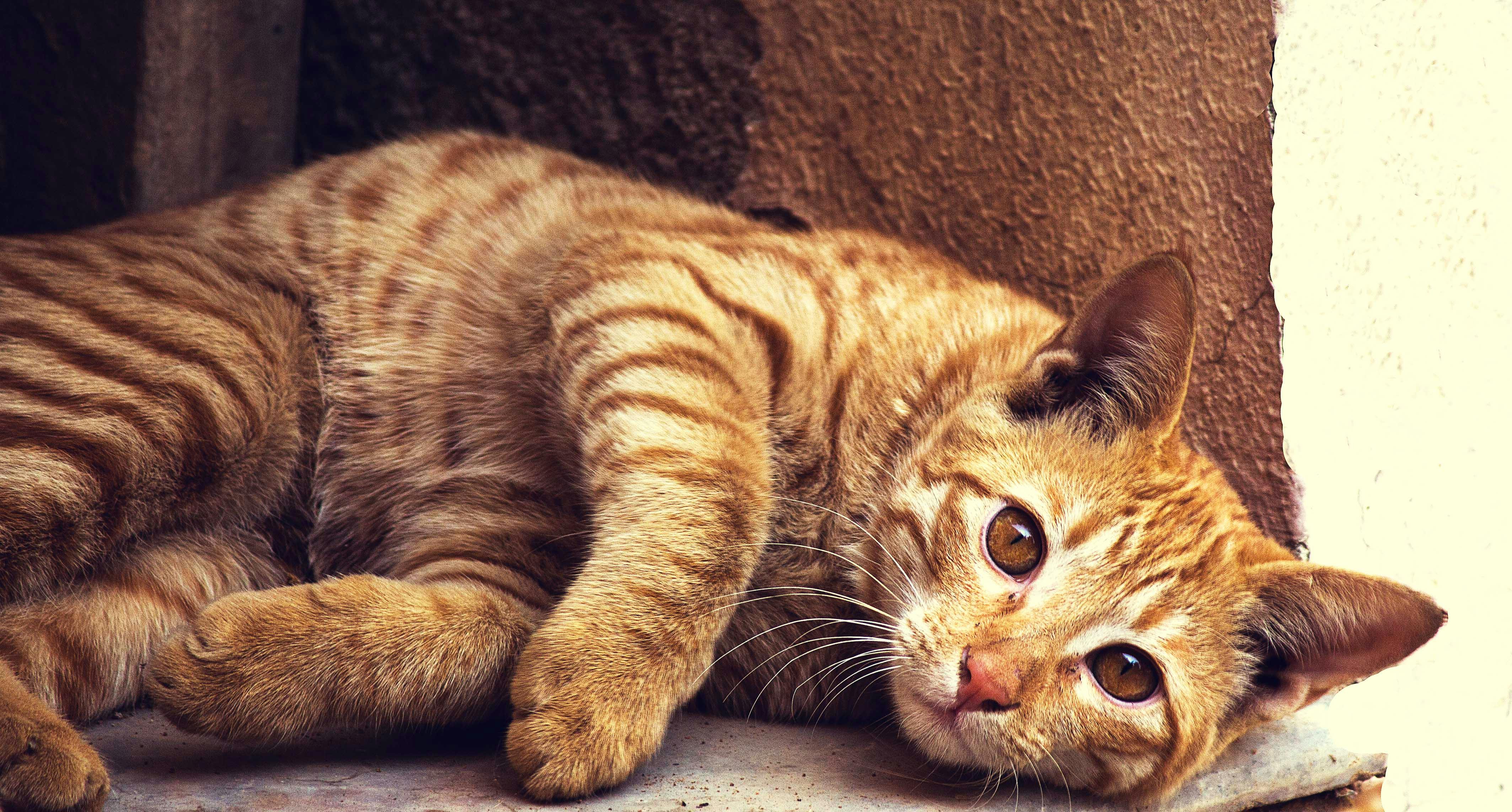orange-tabby-cat-lying-on-concrete-surface-free-stock-photo