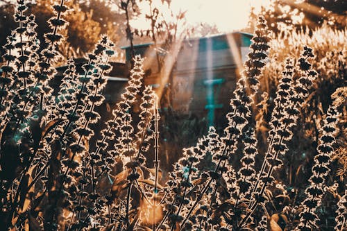 คลังภาพถ่ายฟรี ของ ซิลูเอตต์, พืช, ย้อนแสง