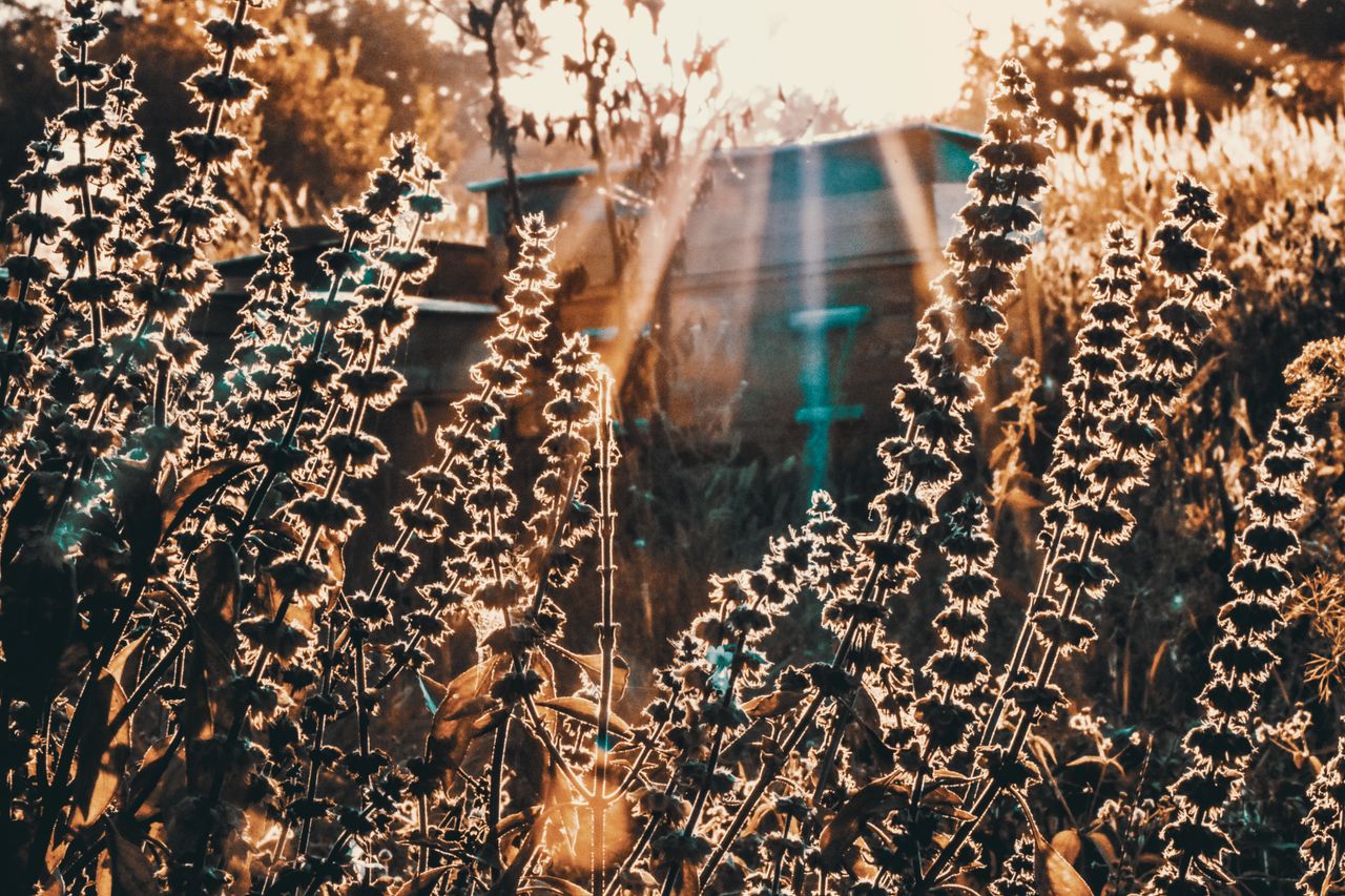 a beautiful capture of backlit plants with sunrays streaming through i