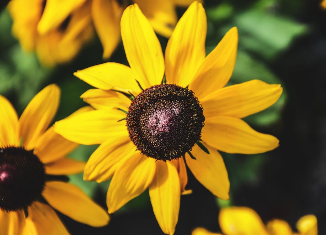 Gelbe Blühende Sonnenblumen