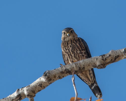 Free stock photo of bird, hawk, merlin